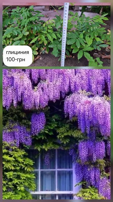 Глициния фиолетовая