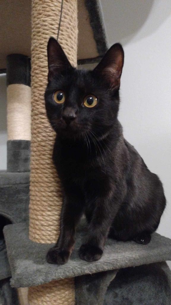 Kotek do adopcji