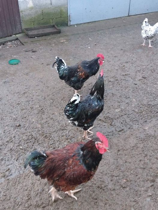 Продам кури та півні Лівенська ситцева