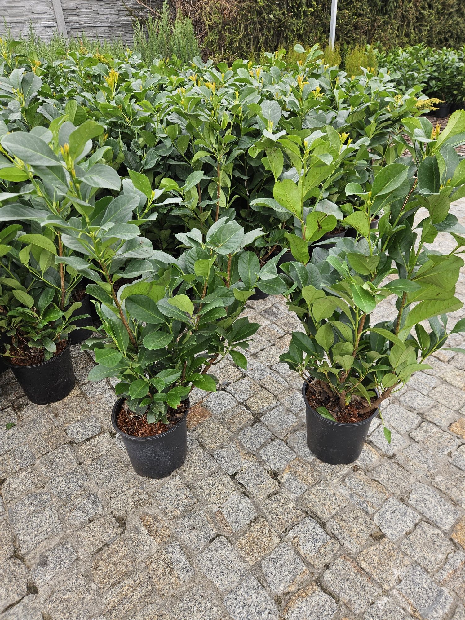Laurowisnia Nowita 80-90 cm.Etna Elly 3 litry donica