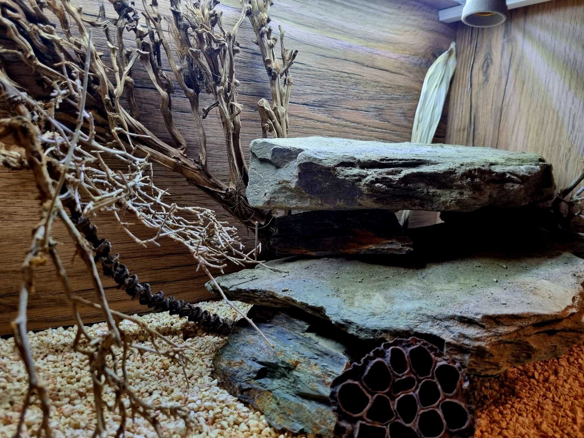 Terrarium 60x40x40 gekon lamparci jaszczurka