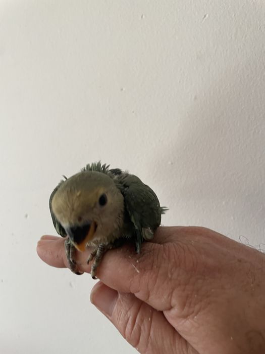 Agrapornis para acabar de criar à mão