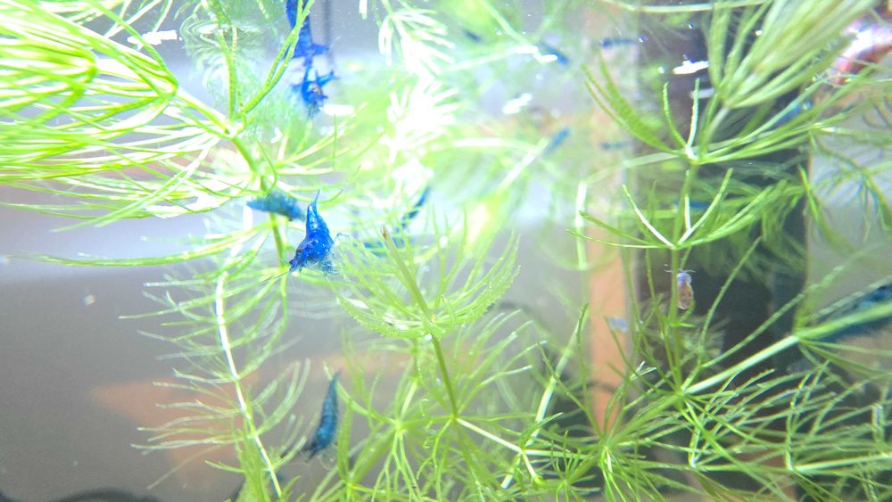 Camarões blue dream