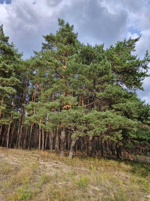 Продаж ділянки біля Кременчука, траса + сосновий ліс