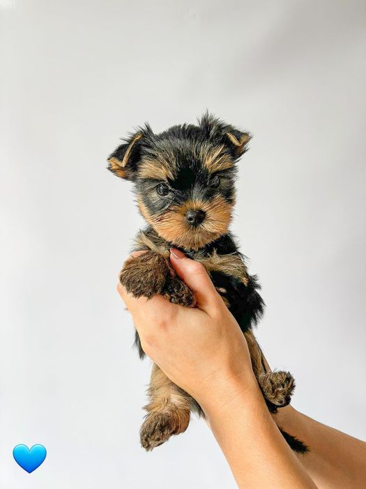 Yorkshire Terrier York ZKwP FCI