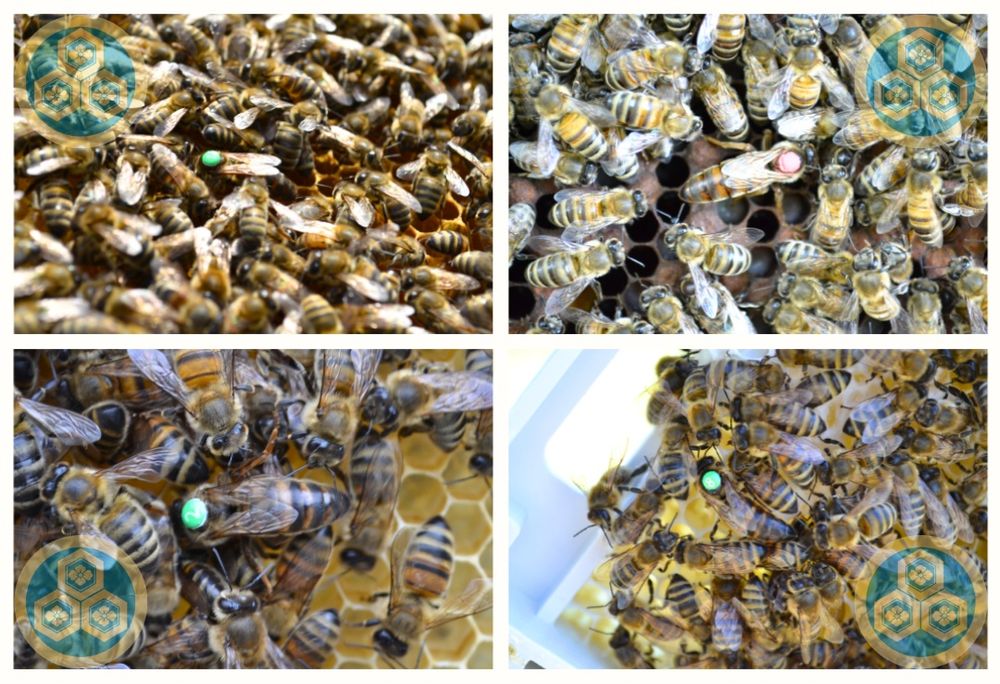 Пчеломатки / Бджоломатки