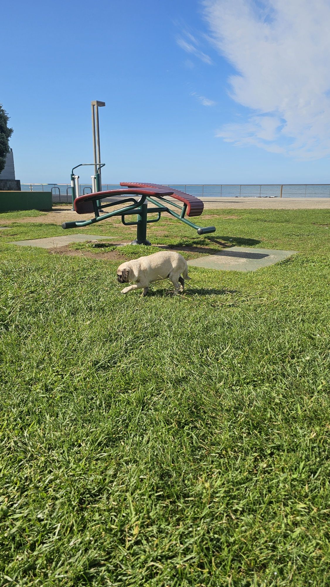 Pug Carlin Macho