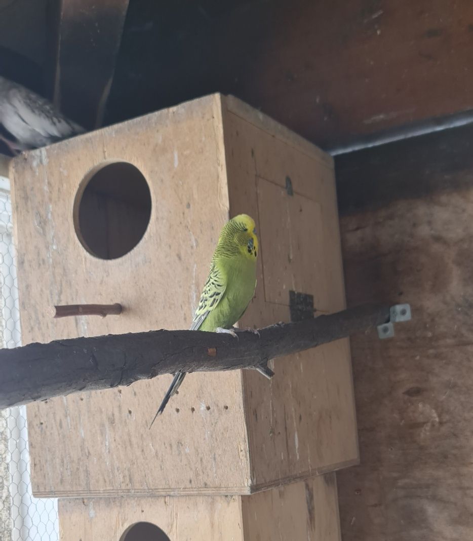 Casal de Piriquitos
