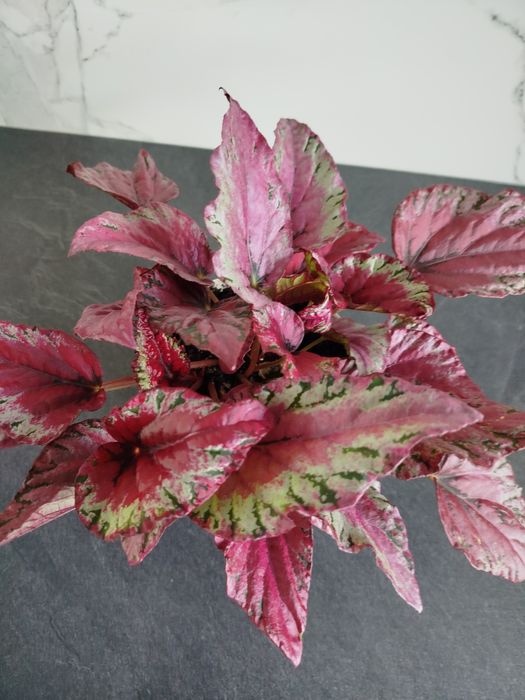 Кімнатні рослини, вазони