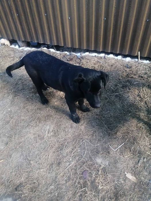 Цуценята шукають дім