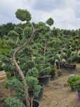 Bonsai krzewy formowane