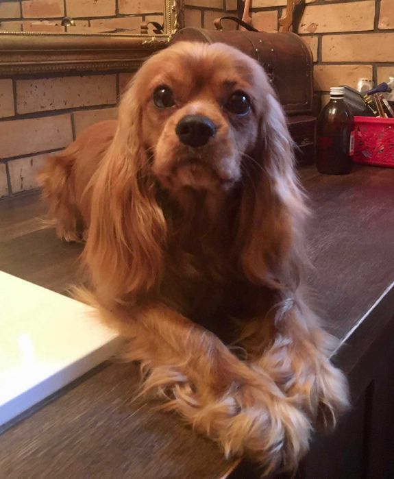 Cavalier King Charles Spaniel FCI, gotowy do odbioru