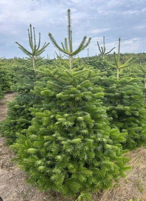 Jodła Kaukaska Dania