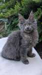Kocurek niebieski solid Maine Coon.Zapraszamy