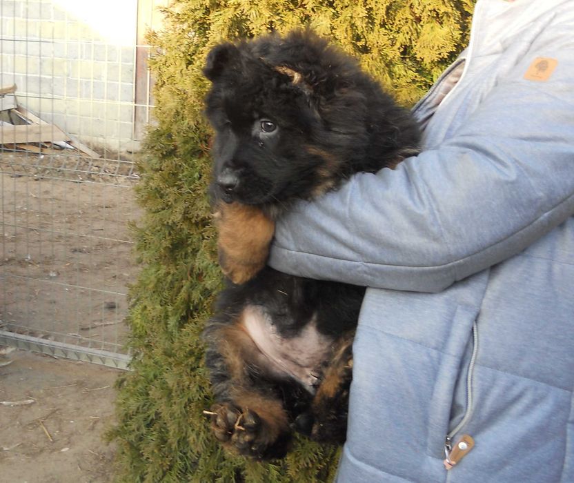 owczarek niemiecki długowłosy czarny podpalany suczka szczeniak