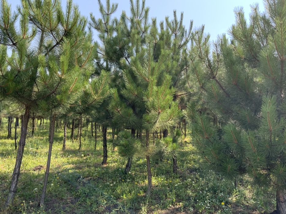 Кримська сосна з грудкою землі