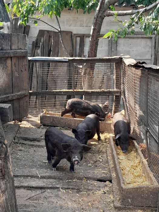 Продаю маленьких поросят