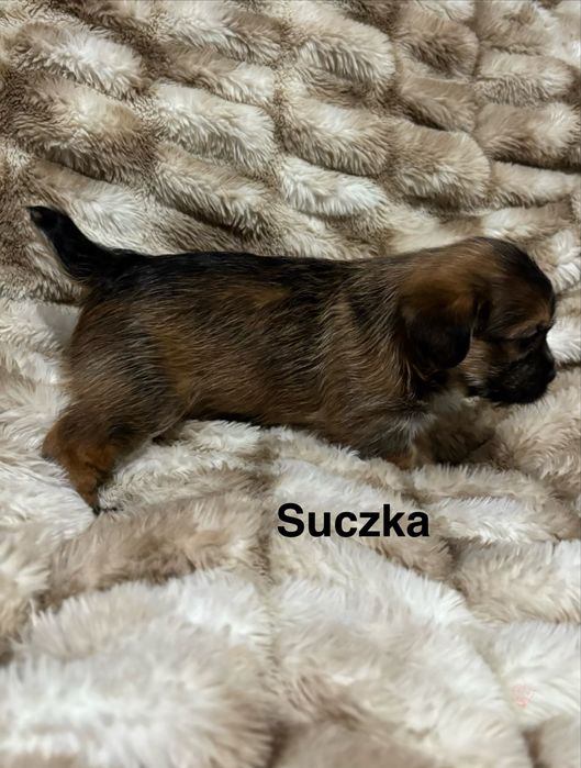 Prześliczne szczeniaki szukają kochajacego domu