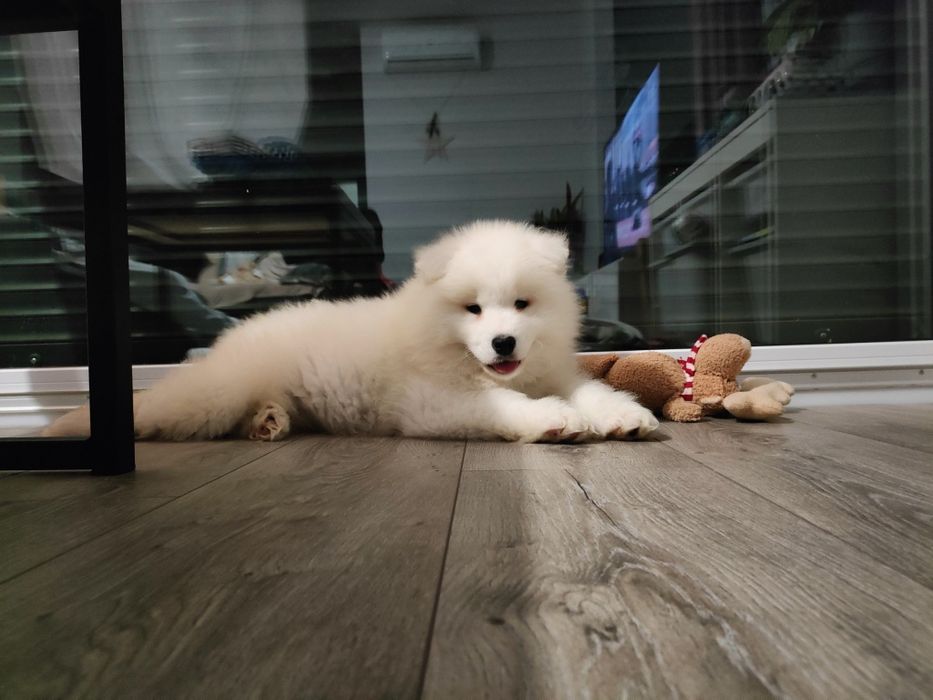 Samoyed śliczny gotowy do nowego domu