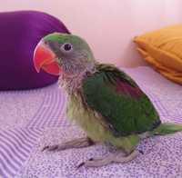 Александрийский попугай - ручной говорящий попугай