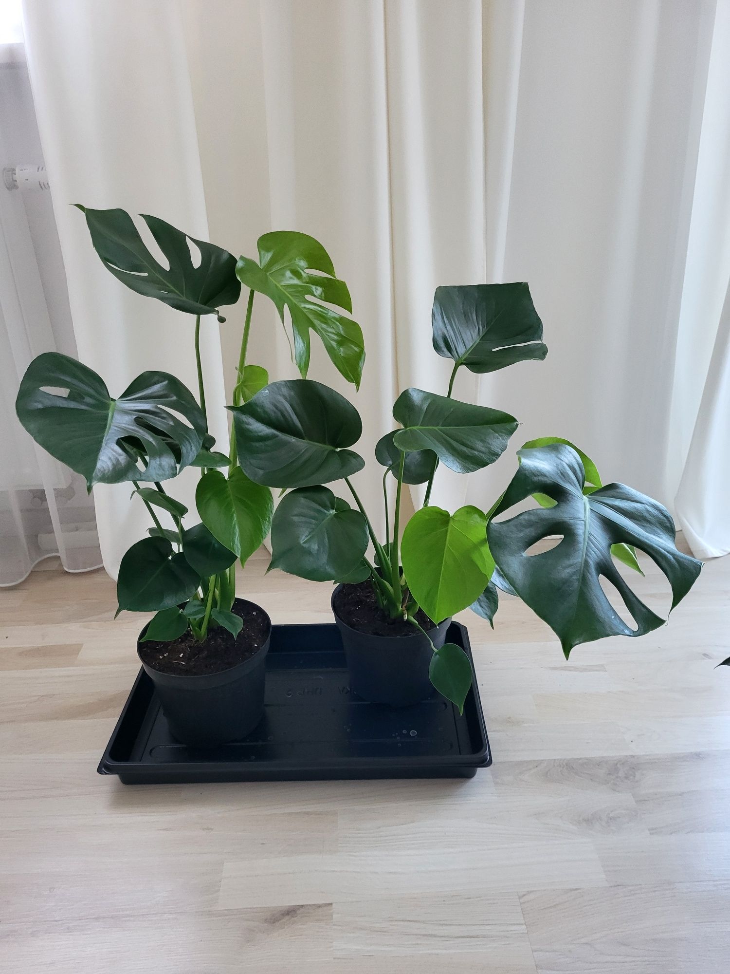 Monstera  około 80-90cm