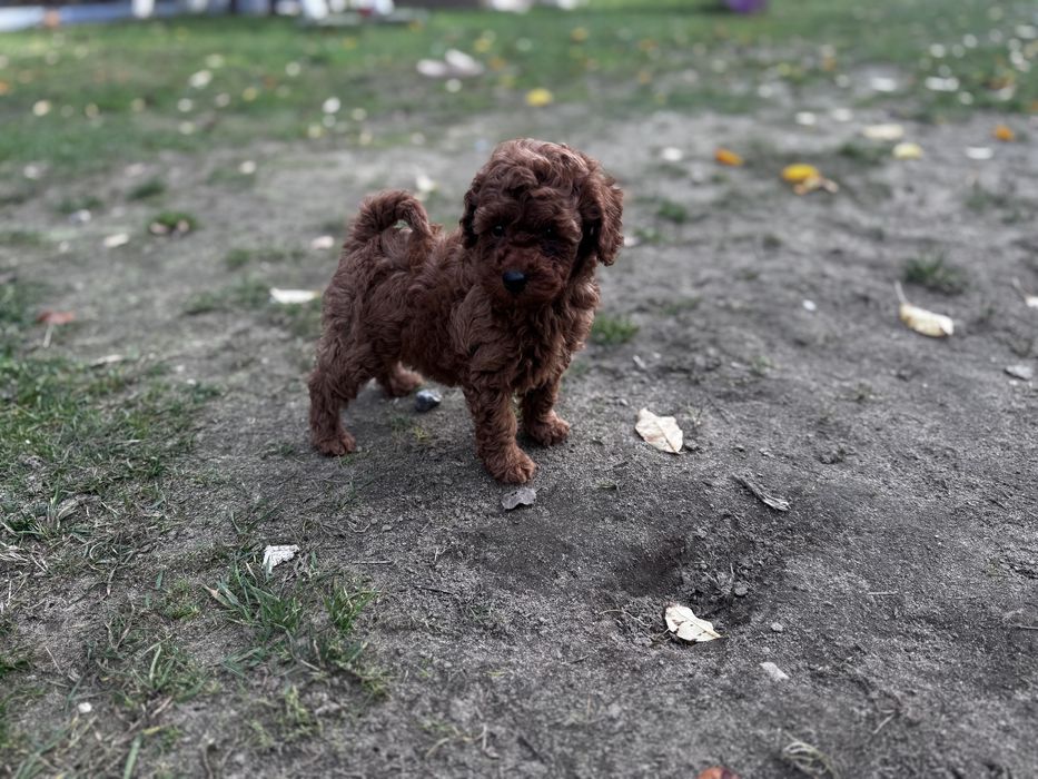 Pudel Toy - piesek Red ;)