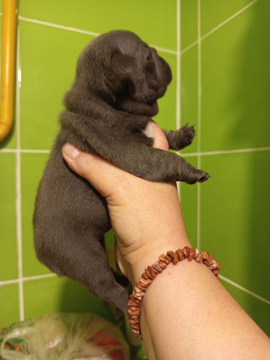 Дівчатка французькі булочки