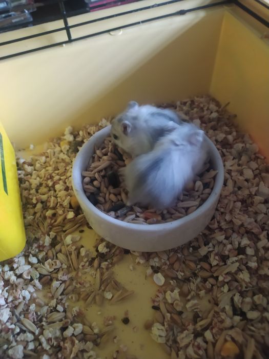 Джунгарский хомяк