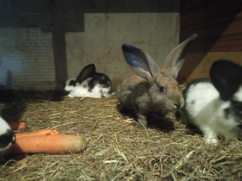 Króliki młode 20