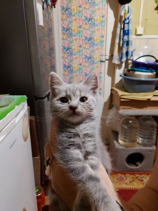 Британські коти.