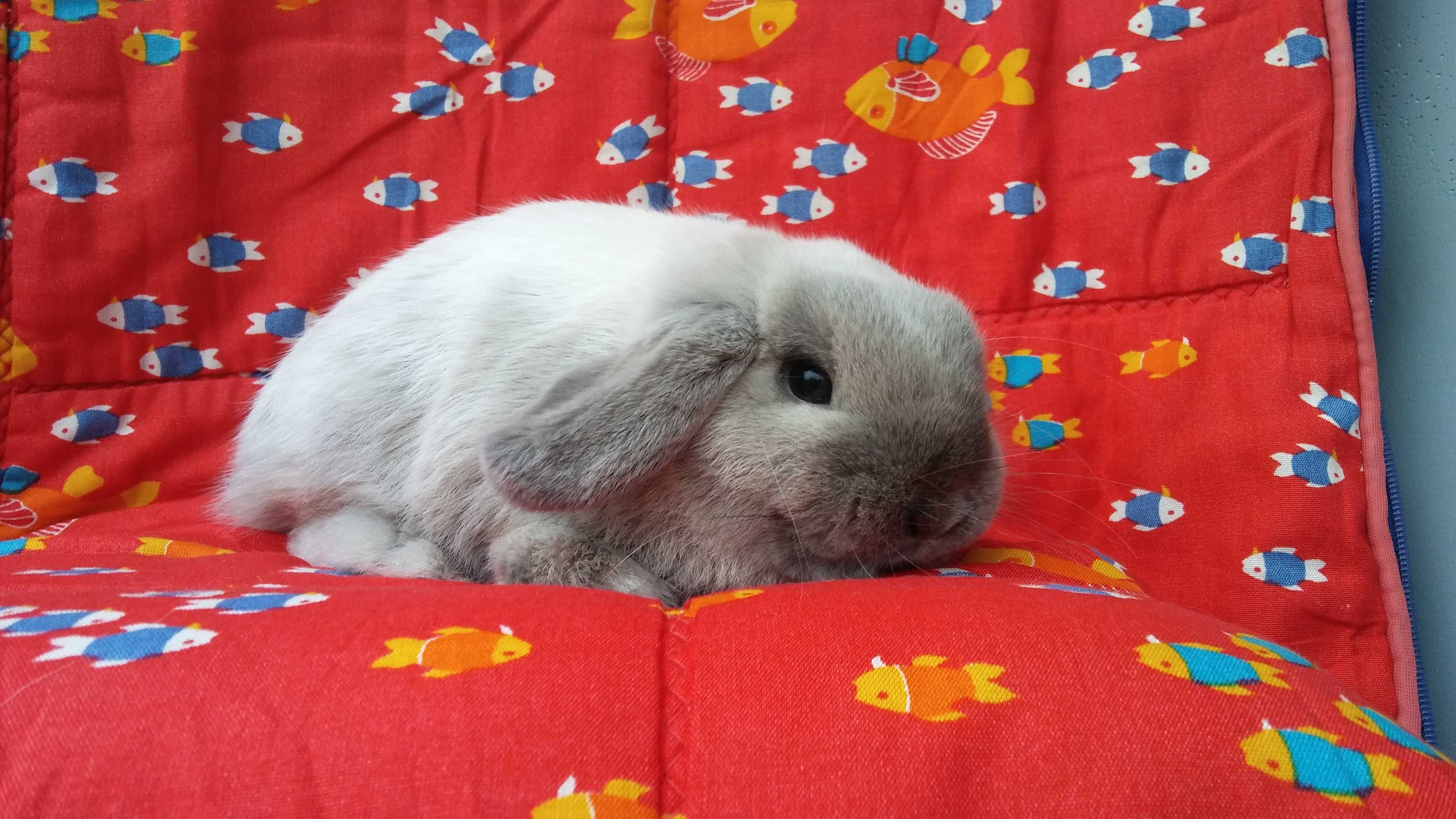 Mini Lop seal point rasowe Kraków Hodowla Zarejestrowana
