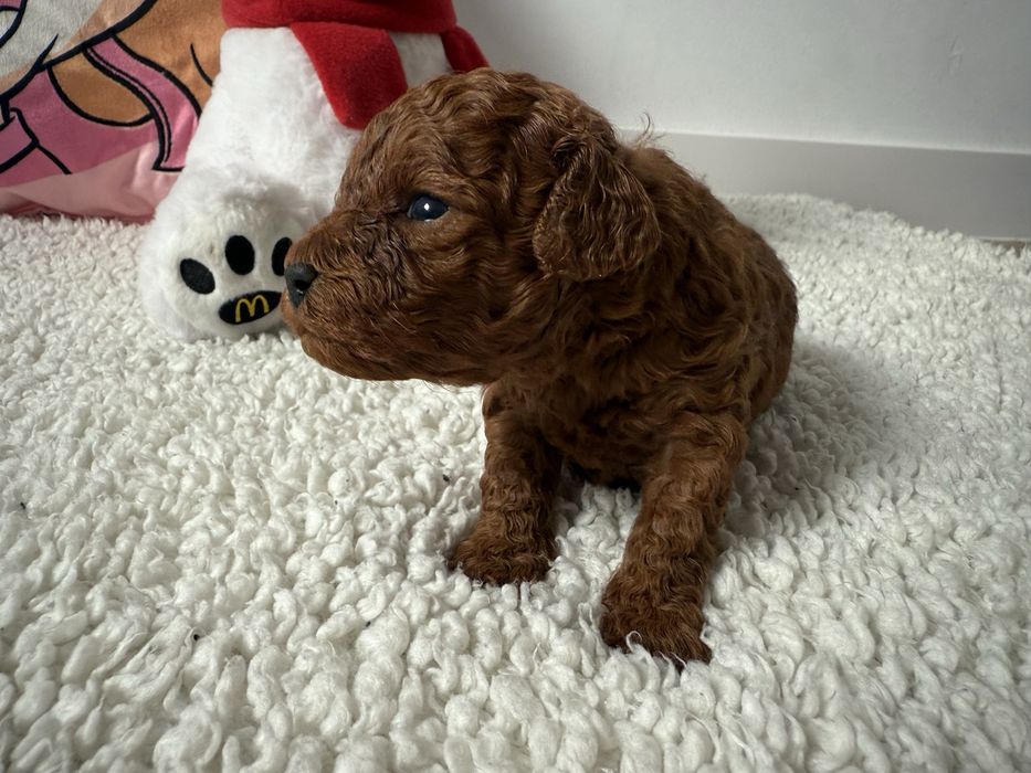 Pudel Toy Red piesek