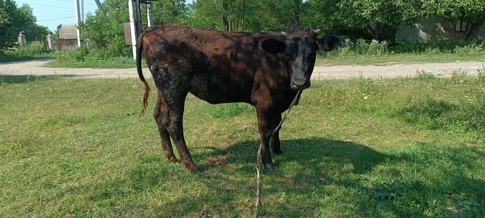 Продам корову і телицю ціна договірна