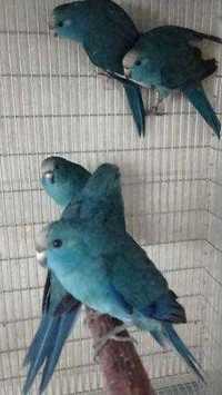 Vendo casal  kakarikis azuis reprodutores