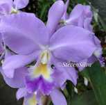 Orquidea Cattleya Portia Coerulea