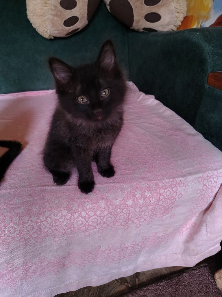 Котята в добрые руки.
