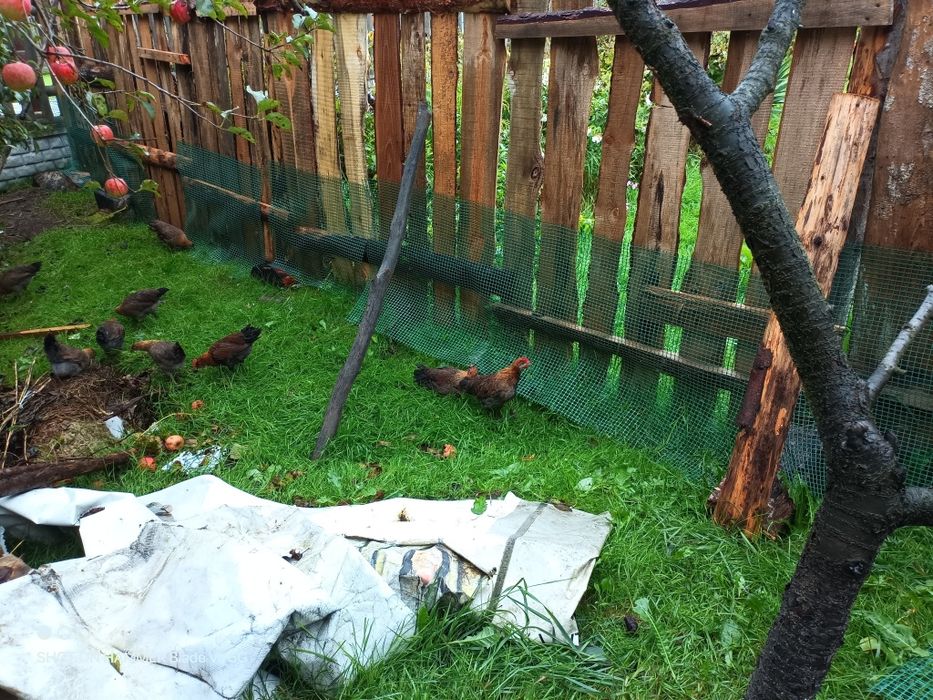 Korug zielononóżki