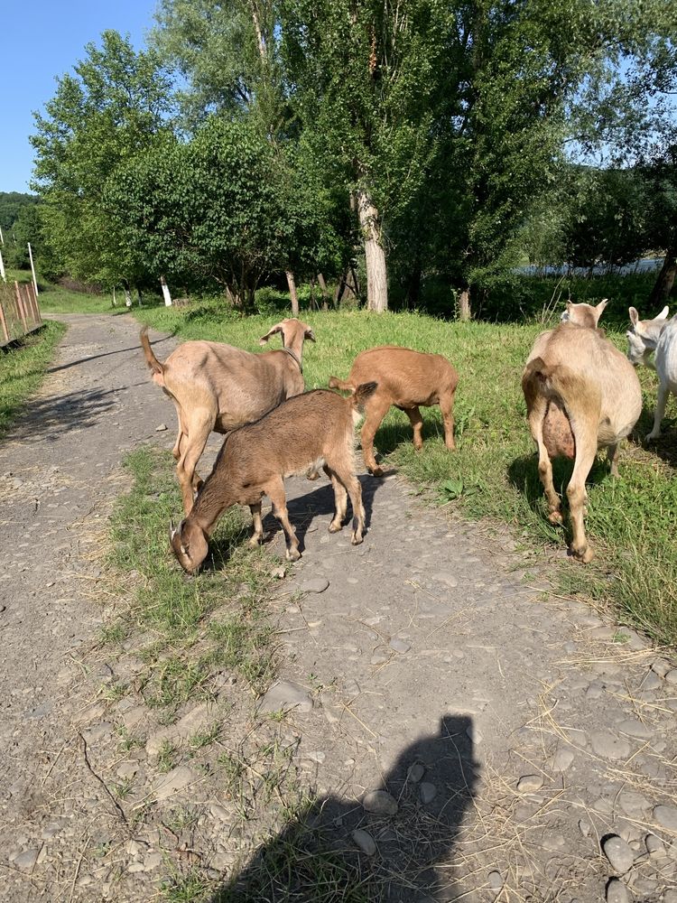Кози, продам кози, нубійські кози, породисті кози, коза