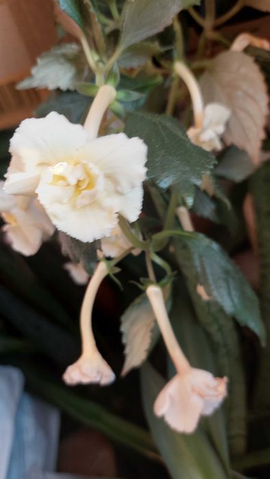 Ахіменес квітучий квіти кімнатні багаторічні різоми