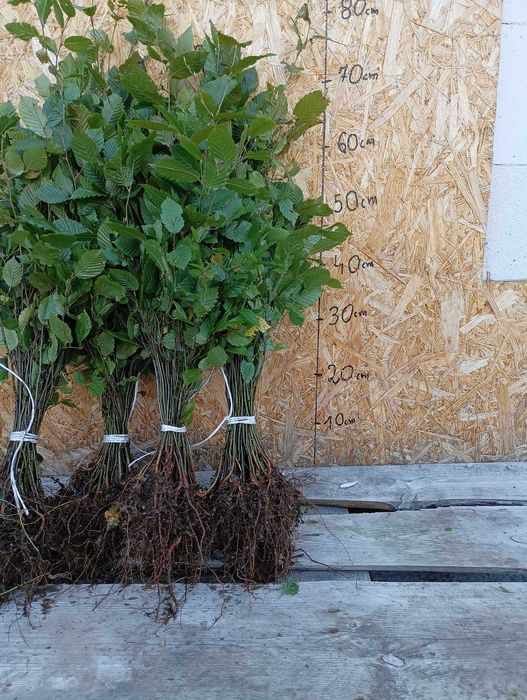 Grab pospolity 30-50 cm żywopłot WYSYŁKA