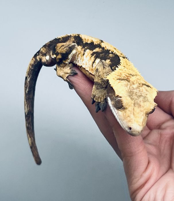 Gekon orzęsiony gekony orzęsione