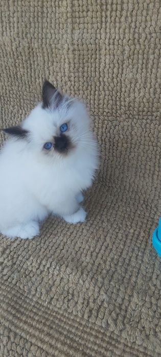 Gato sagrado dá Birmânia