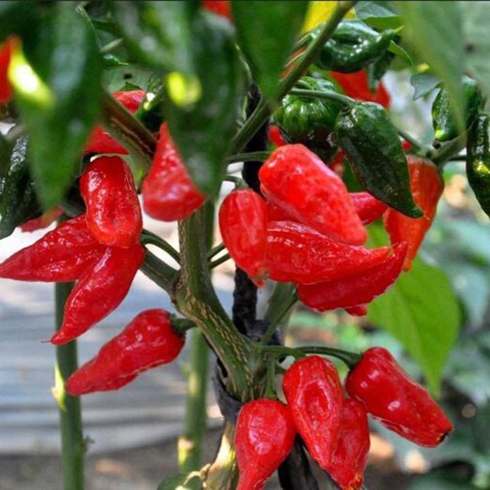 vendo piripiri Naga morich