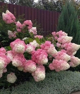 Гортензії , різні зелені насадження.
