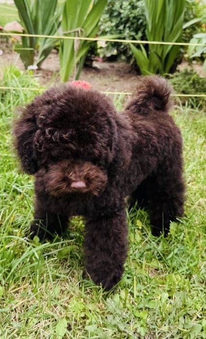 brązowy pudel fci 7m