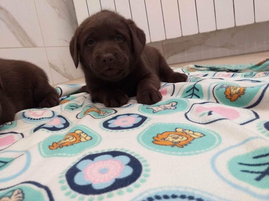 Labrador retriever