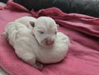 West Highland White Terrier