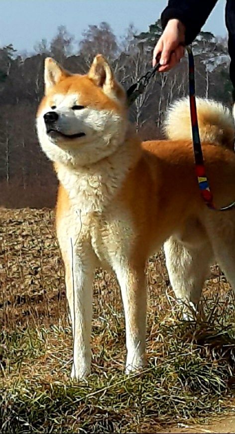 Akita Reproduktor Champion FCI