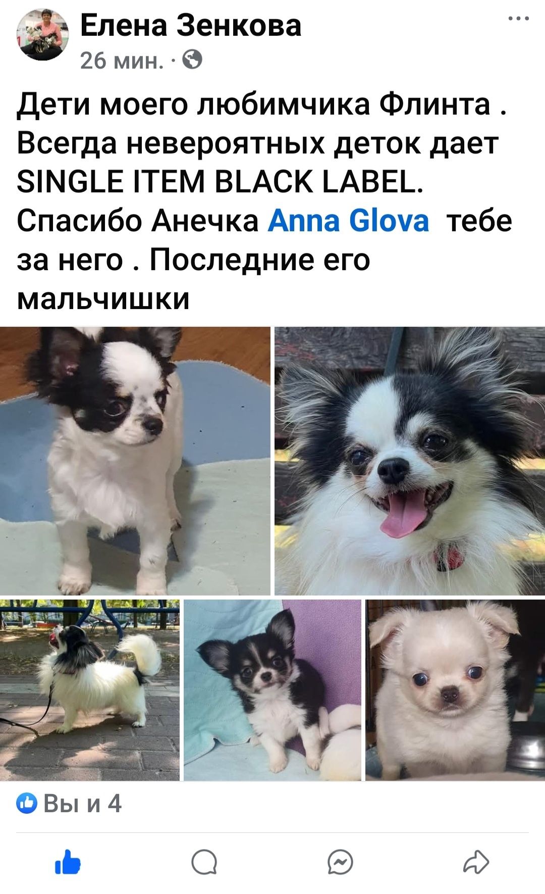 Дети нашего Флинта чихуахуа