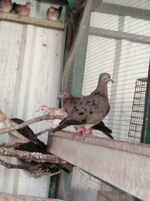 Rola Zenaida (casais)